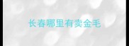 长春哪里有卖金毛