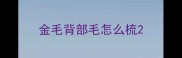 金毛背部毛怎么梳