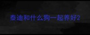 泰迪和什么狗一起养好