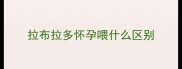 拉布拉多怀孕喂什么区别