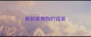 新到家狗狗打疫苗