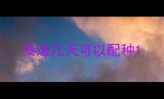 泰迪几天可以配种