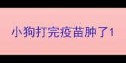小狗打完疫苗肿了