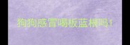 狗狗感冒喝板蓝根吗