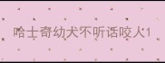 哈士奇幼犬不听话咬人
