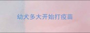 幼犬多大开始打疫苗