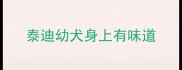 泰迪幼犬身上有味道