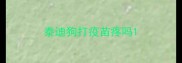 泰迪狗打疫苗疼吗