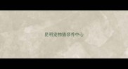 昆明宠物猫领养中心