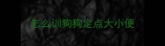 怎么训狗狗定点大小便