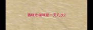 猫咪吃猫咪爱一天几次