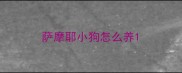 萨摩耶小狗怎么养