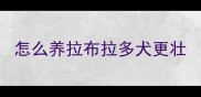 怎么养拉布拉多犬更壮