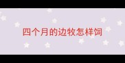 四个月的边牧怎样饲