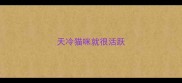 天冷猫咪就很活跃