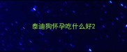 泰迪狗怀孕吃什么好