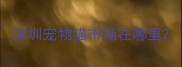 深圳宠物猫市场在哪里