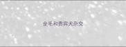 金毛和贵宾犬杂交