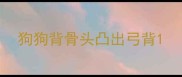 狗狗背骨头凸出弓背
