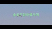 金毛不能吃骨头吗