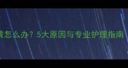 猫咪眼部分泌物发黄怎么办5大原因与专业护理指南附家庭护理步骤
