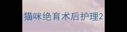 猫咪绝育术后护理
