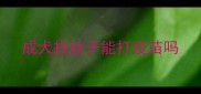 成犬拉肚子能打疫苗吗