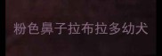 粉色鼻子拉布拉多幼犬
