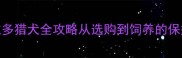 德州拉布拉多猎犬全攻略从选购到饲养的保姆级指南1