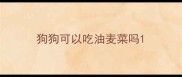 狗狗可以吃油麦菜吗