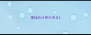 猪样的拉布拉多犬