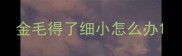 金毛得了细小怎么办