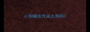 小狗螨虫传染大狗吗