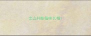 怎么判断猫咪长相