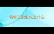 猫咪总脱肛吃点什么