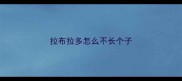 拉布拉多怎么不长个子