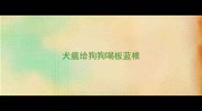 犬瘟给狗狗喝板蓝根