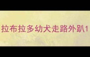 拉布拉多幼犬走路外趴