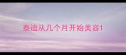泰迪从几个月开始美容