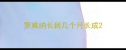 罗威纳长到几个月长成