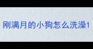 刚满月的小狗怎么洗澡