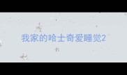 我家的哈士奇爱睡觉