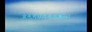 金毛可以吃冰淇淋吗