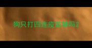 狗只打四连疫苗够吗