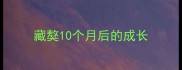 藏獒10个月后的成长