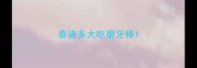 泰迪多大吃磨牙棒