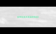 拉布拉多犬耳朵的特点