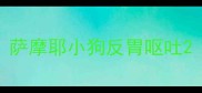 萨摩耶小狗反胃呕吐