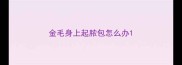 金毛身上起脓包怎么办