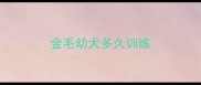 金毛幼犬多久训练